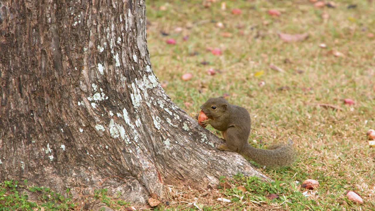 Uno scoiattolo delle piantagioni siede sull'erba vicino a un tronco d'albero mangiando una noce a Singapore.