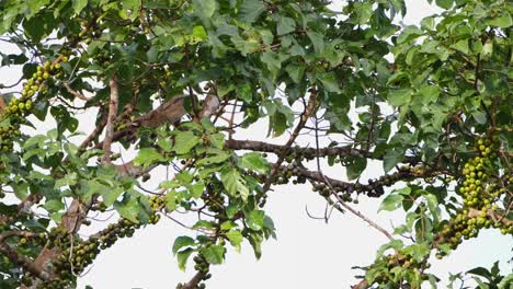 seen deep in the branches moving to the left choosing the right fruits to eat, three-striped palm civet arctogalidia trivirgata, thailand