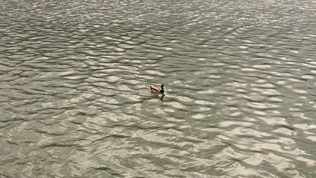 녹색 물 강 에서 수영 하는 일반 오리