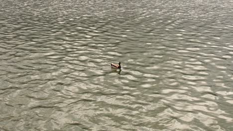 common duck swimming in a green water river