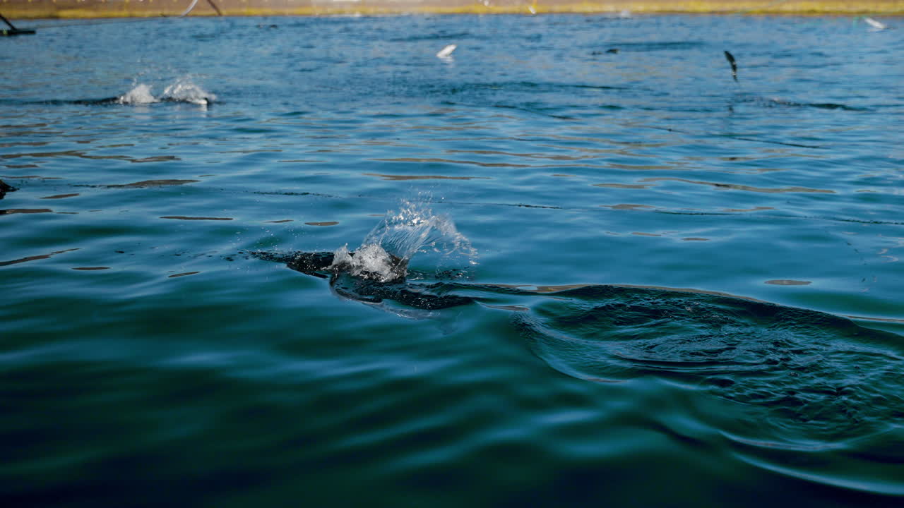 mucha actividad superficial en el corral de salmón de aquafarm como alimento para salmón en gránulos