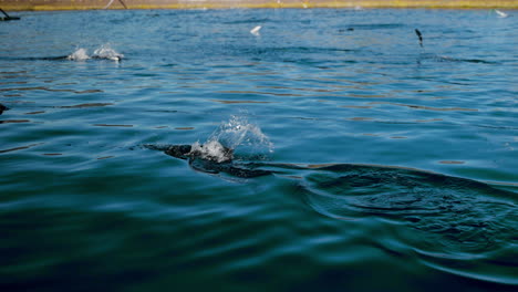 Lots-of-surface-activity-in-salmon-pen-of-aquafarm-as-salmon-feed-on-pellets