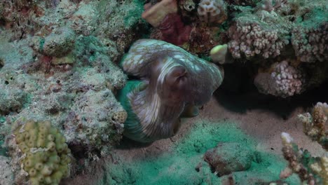 pulpo de arrecife escondiéndose entre las rocas en el arrecife de coral en el mar rojo