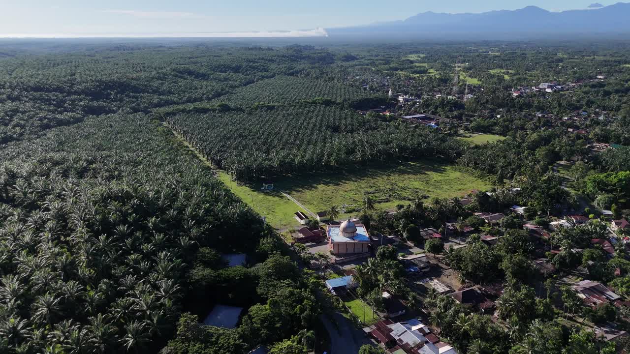 Aerial drone view of palm oil tree plantation in sumatra indonesia birds eye view bukit lawang