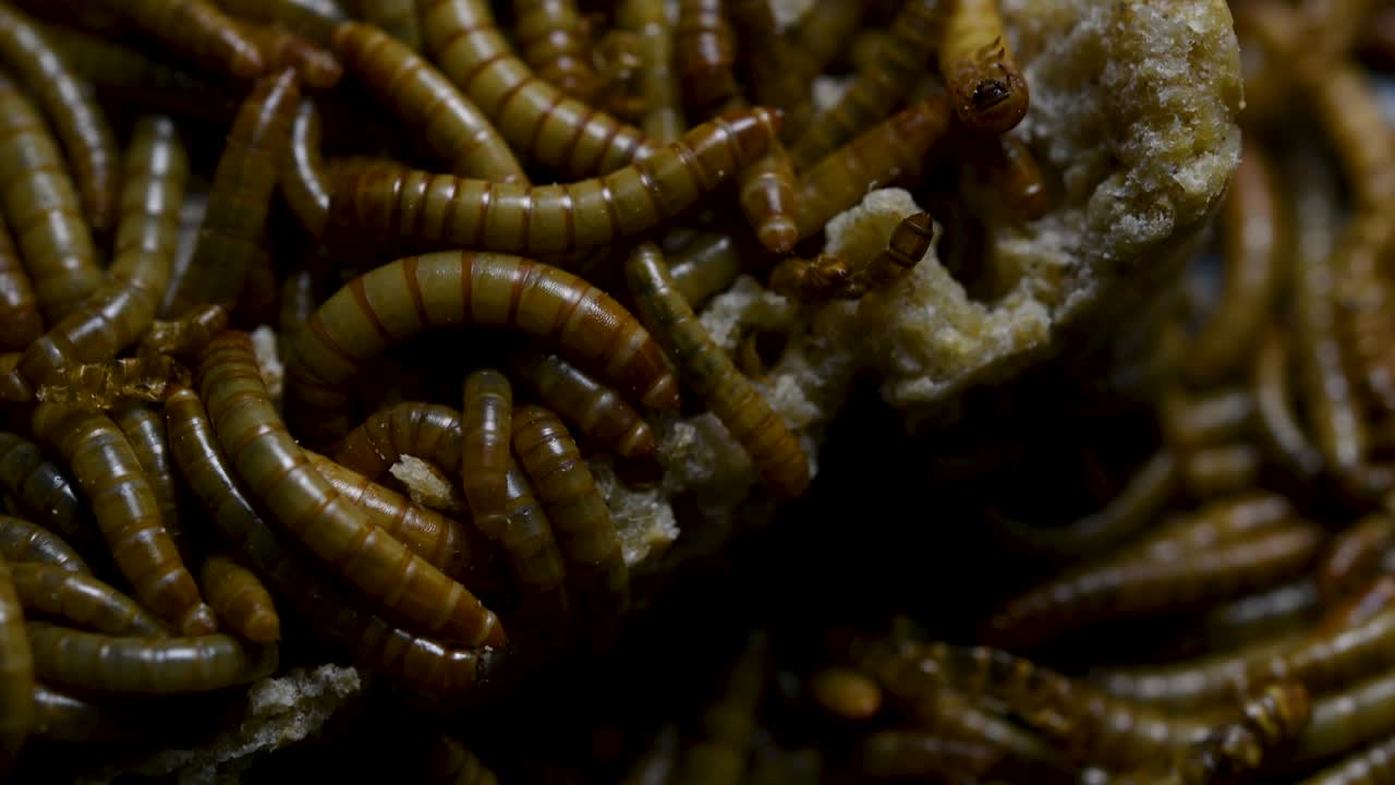 el gusano de la harina es una especie de escarabajo oscuro que se usa para alimentar mascotas como peces, serpientes, pájaros y ranas