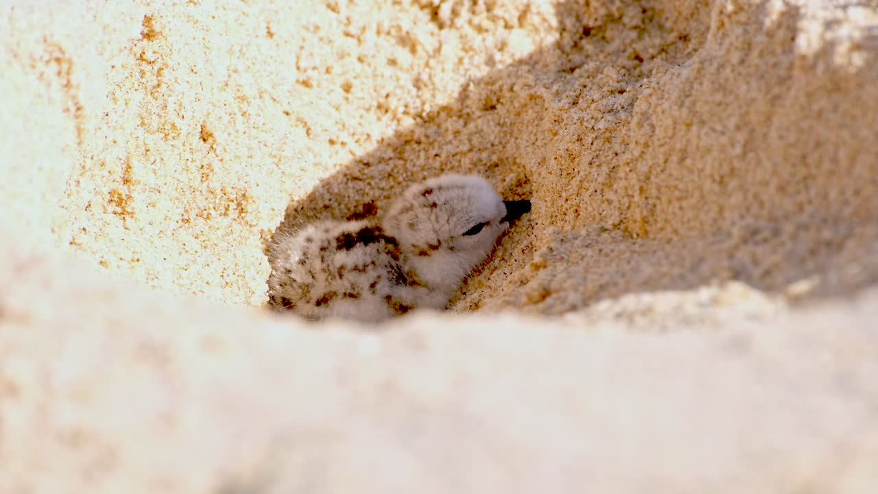A tiny chick nestled in the sand