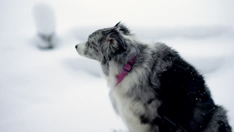 an australian shepherd dog sitting outside in the snow