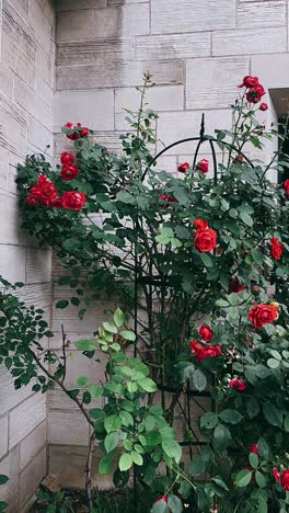 red roses climbing a brick wall