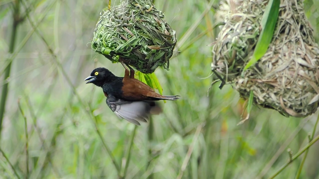 Village Weaver Bird Building a Nest in Nature