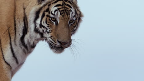 Tiger-walking-through-frame---close-up-on-side-profile-of-face-against-blue-cloudless-sky