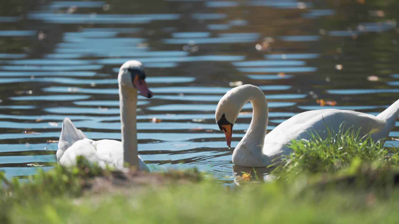 Swans and ducks enjoy a peaceful day on a lake in one of the parks in Prague, sunlight reflecting softly on the water.