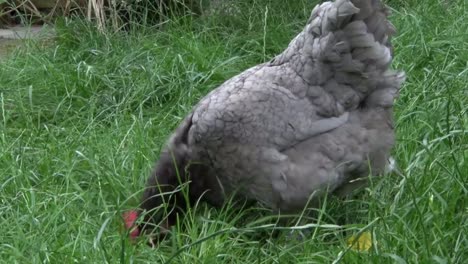 Ein-Bluebell-Huhn-Auf-Futtersuche-Im-Gras.-Sommer.-Großbritannien