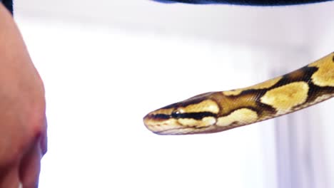 A python strangles a snake held by a man