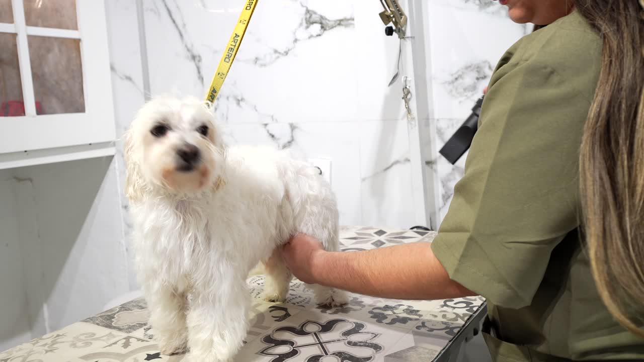 Professioneller Tierfriseur trocknet einen kleinen weißen Hund auf einem Pflegetisch