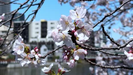 cherry blossoms blooming near city buildings on a sunny spring day in tokyo, japan