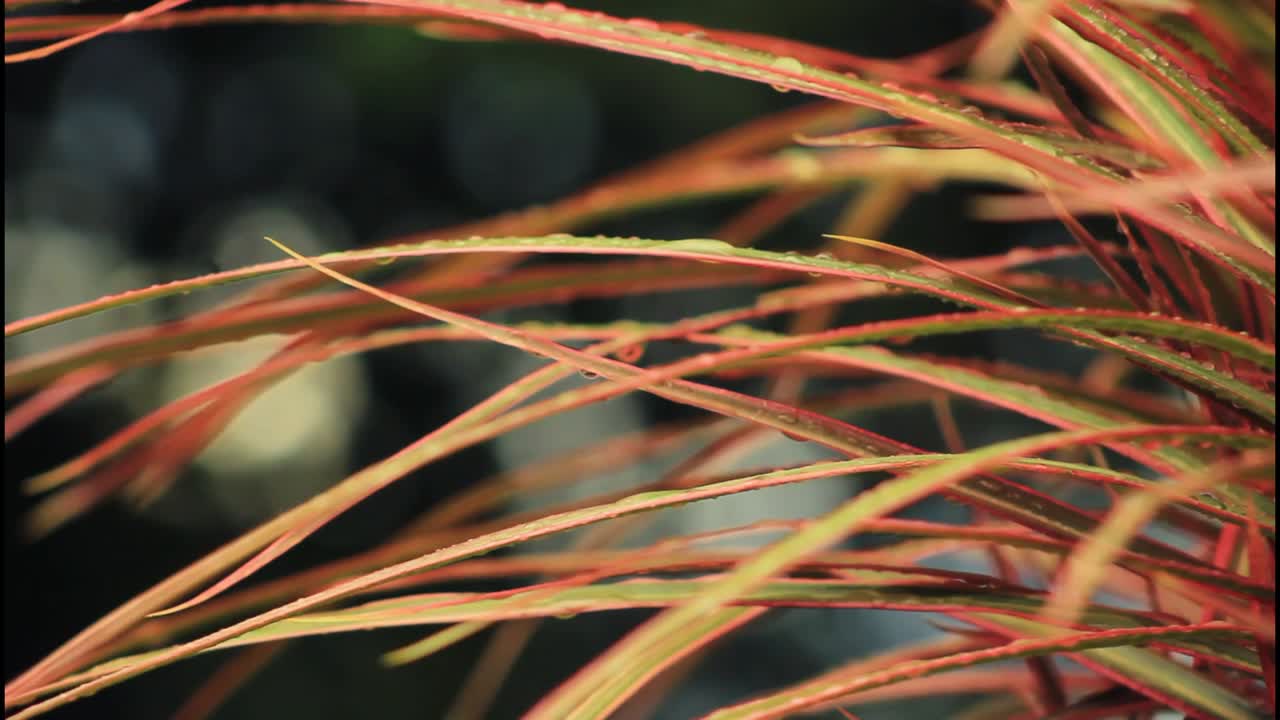 primer plano de las hojas húmedas de las plantas