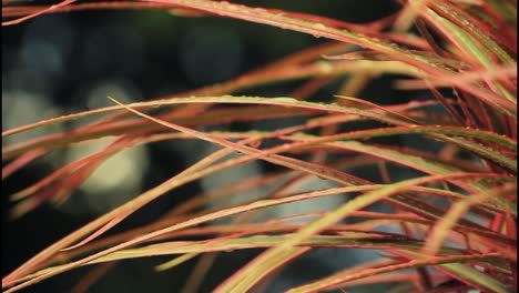 close-up of wet plant leaves