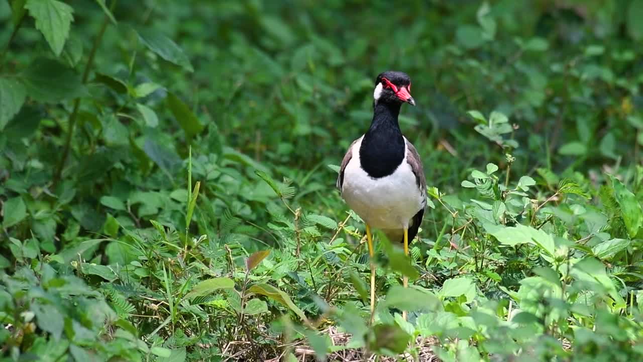 el avefría de barbas rojas es una de las aves más comunes de tailandia