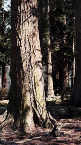 majestic redwood forest: sunlight dappling through ancient trees