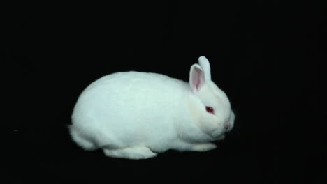 Fluffy-white-rabbit-