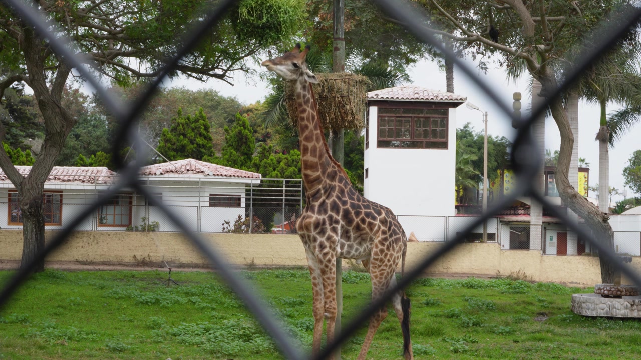 Una giraffa dietro una recinzione all'interno del suo recinto che mangia foglie dai rami che pendono da un albero mentre guarda la telecamera. Situata nel "Parque de las leyendas" nel distretto di San Miguel a Lima, Perù.