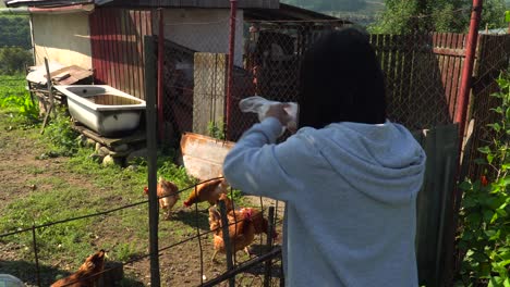 back of japanese girl feeding bread to chickens in small coop in family garden
