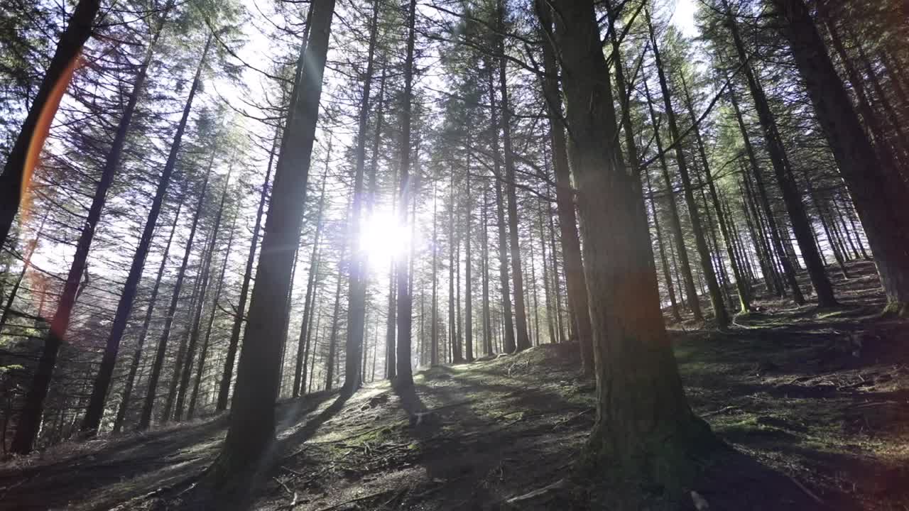 caminando por el bosque al amanecer