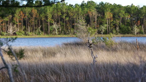 beautiful shot of the salt marsh or wetlands in north carolina