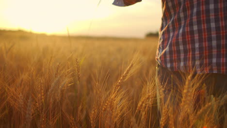 close-up of a man an elderly farmer touching wheat spikelets or tassels at sunset in a field in slow motion. field of cereals