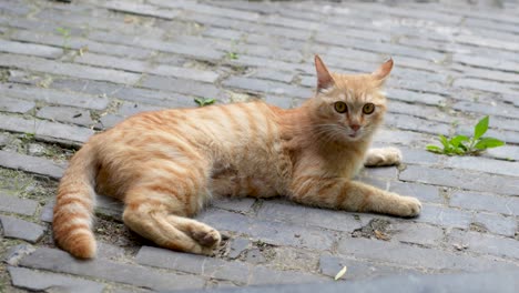 orange cat lying on the ground resting and meowing