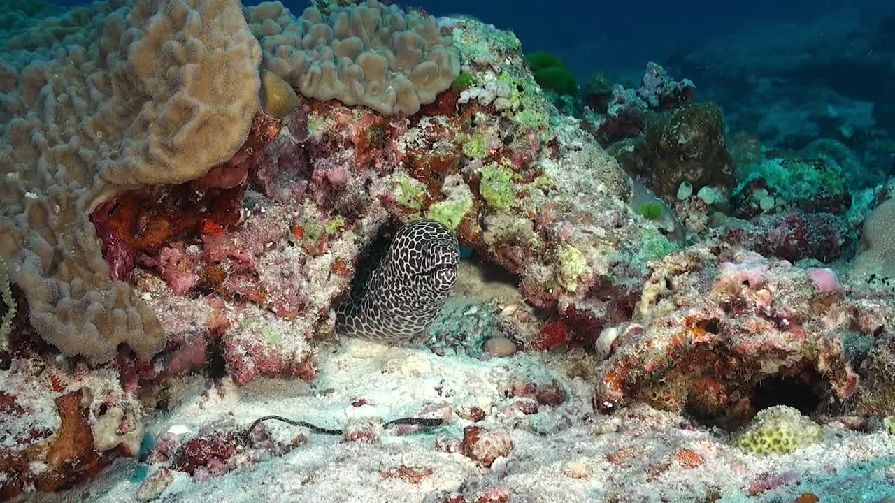 panal de miel moray anguila tiro gran angular