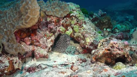 honey-comb-moray-eel-wide-angle-shot