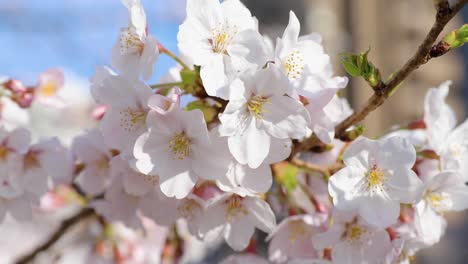 東京最美の桜の花 桜の花