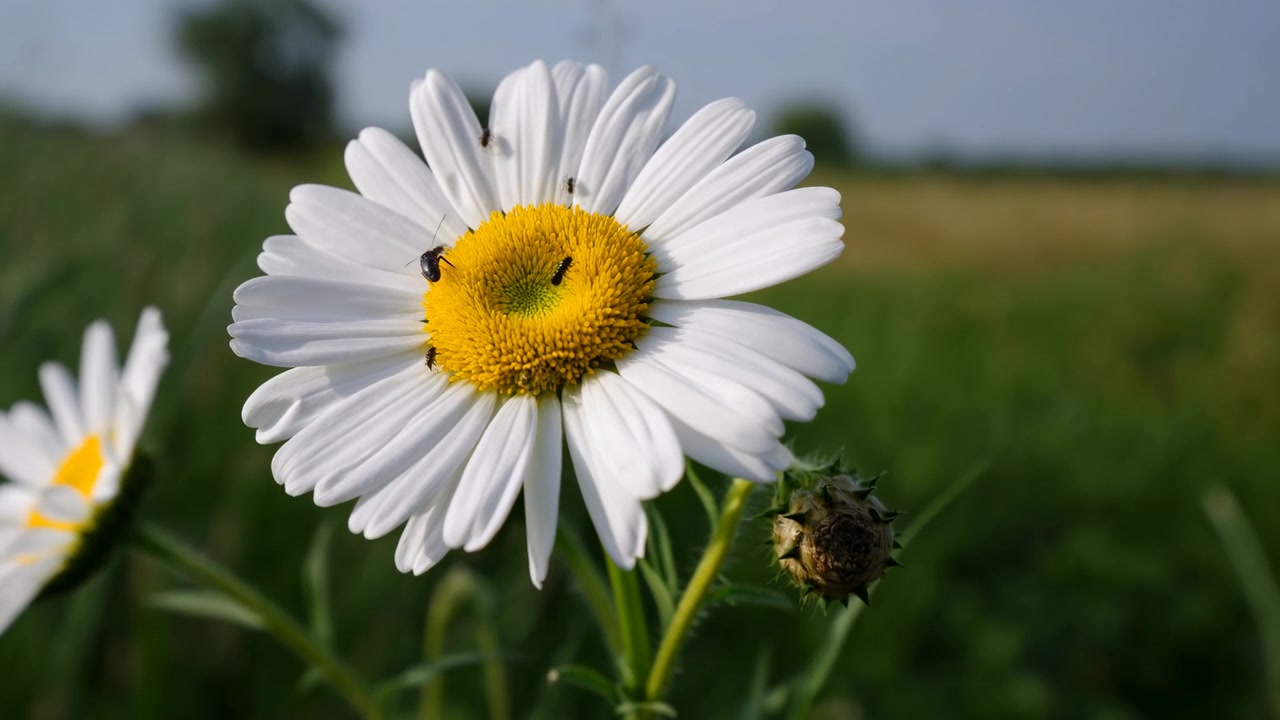 Scena esterna dettagliata di una margherita bianca con centro giallo brillante e diversi piccoli coleotteri neri che riposano sul disco e sui petali, ambientata in un prato soleggiato con uno sfondo verde tenue e una messa a fuoco ridotta.