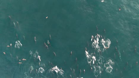 manadas de delfines nadando en el océano