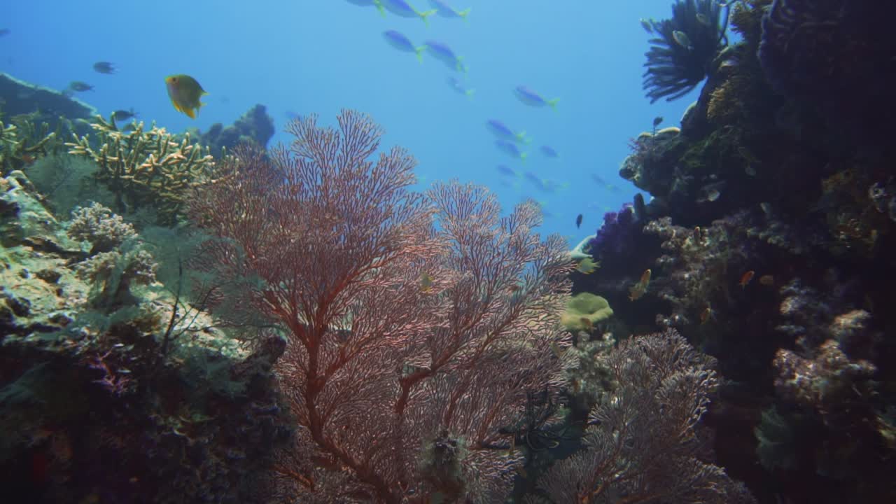 Panoramica di una barriera corallina con un grande ventaglio di mare rosso