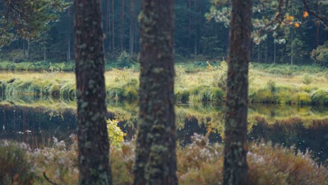 Un-Lago-Pantanoso-En-El-Sombrío-Bosque-Noruego