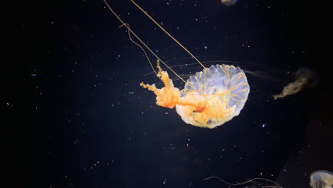 jellyfish - chrysaora meranaster - brown and white jellyfish at kamon aquarium, japan