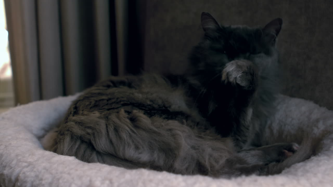 귀여운 고양이가 자신을 정리하고 있습니다.