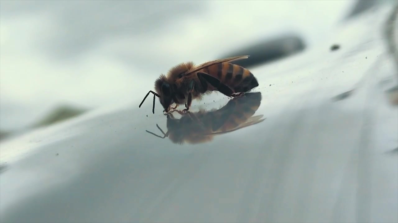 Bee Cleaning Pollen off on Hood of Car