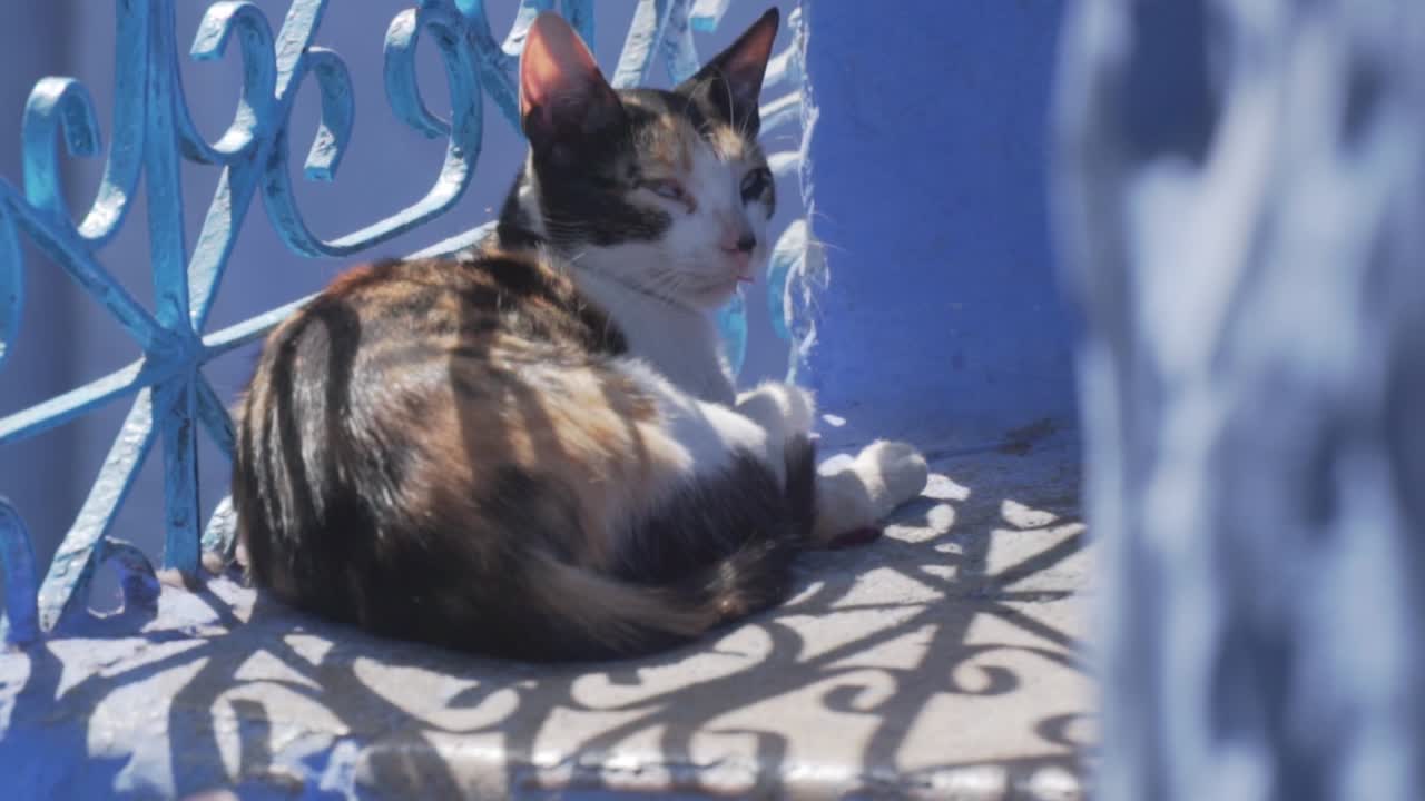 푸른 도시, 셰프샤우엔, 모로코, 아프리카의 발코니에서 햇빛을 흠뻑 적시는 고양이