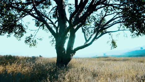 árbol oscuro de otoño y el campo de hierba amarilla