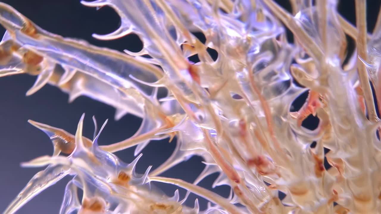 Abstract Macro Close-up of a Translucent Spiky Structure