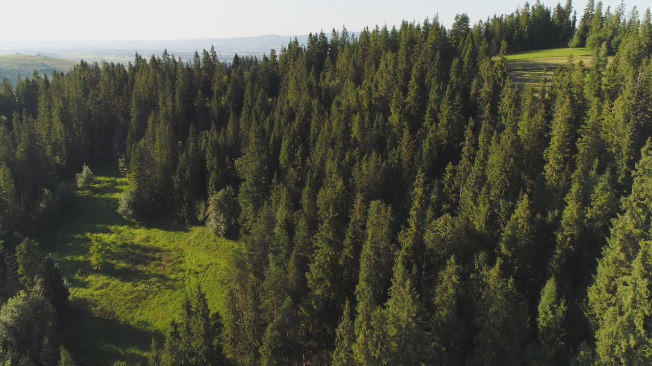 полет над красивым лесом деревьями пейзаж панорама 47