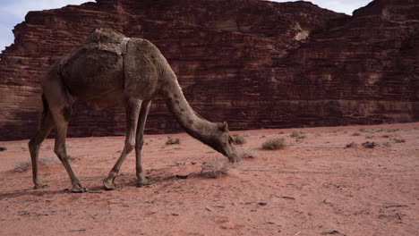 isolated brown fur one hump camel eating desert grass in wadi rum