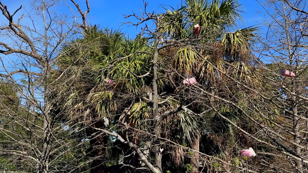Paneo de espátulas rosadas en un árbol