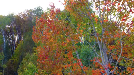 árboles con hojas rojas y verdes