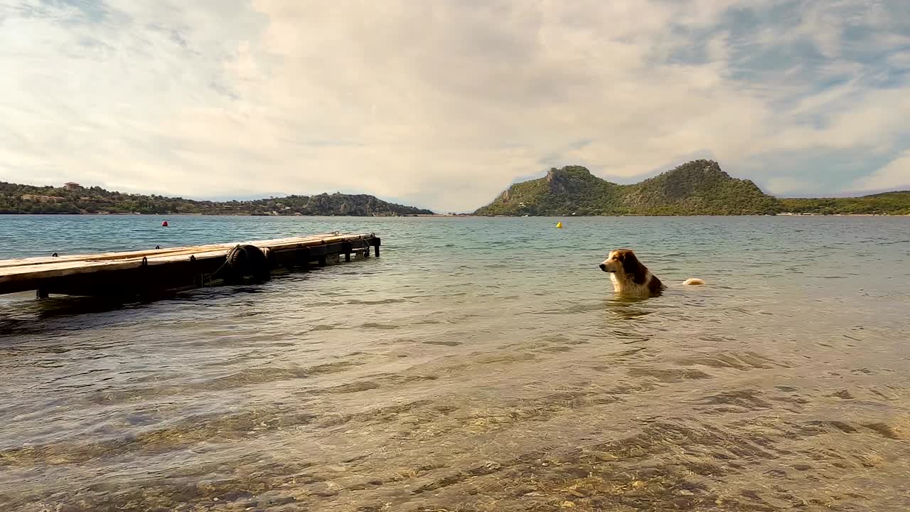 바다에서 목욕하는 개. 재미있고 귀여운 순간.