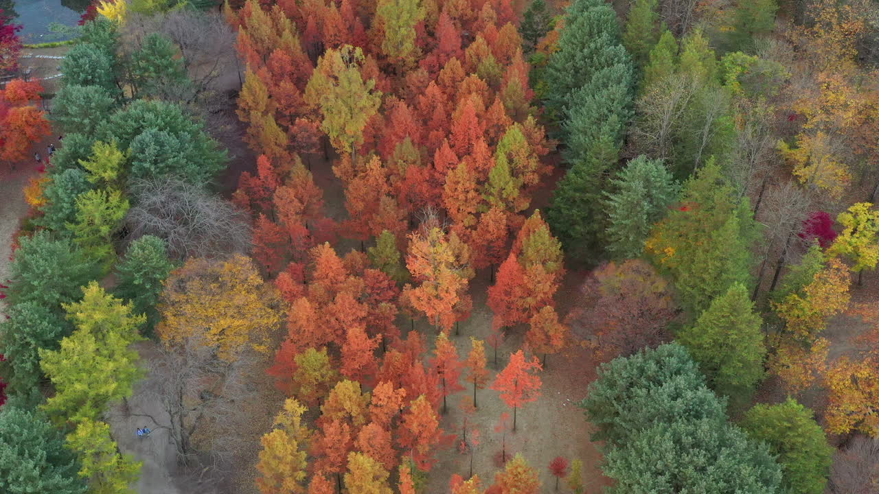 colorido bosque de otoño en la isla de nami, corea del sur