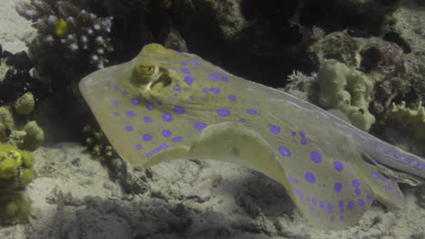 Bluespotted-Stingray-in-the-Red-Sea-beside-the-Coral-Reef